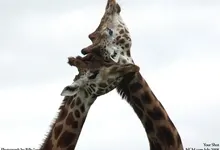 nature animals affection giraffes 1280x960 wallpaper Art HD Wallpaper